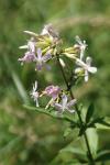Saponaria officinalis