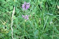 Betonica officinalis
