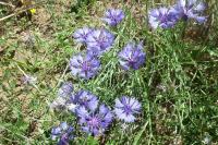 Cyanus segetum