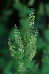 Teucrium scorodonia