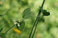 Silene baccifera