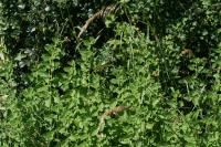 Melissa officinalis