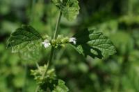 Melissa officinalis