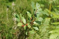 Frangula alnus