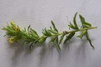 Bellardia viscosa
