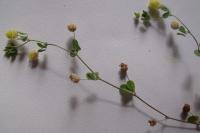 Trifolium campestre