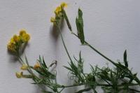 Lathyrus pratensis