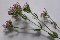 Centaurium erythraea