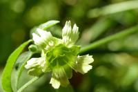 Silene baccifera