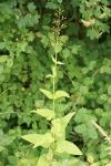 Scrophularia nodosa