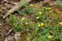 Hypericum humifusum