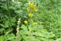 Hypericum hirsutum
