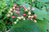 Viburnum lantana