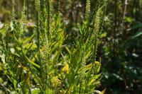 Reseda luteola