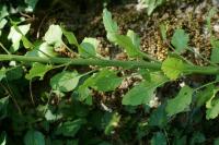 Campanula