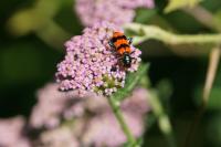 Achillea millefolium