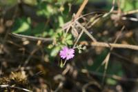 Geranium molle