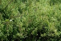 Stachys palustris