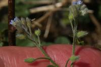 Myosotis arvensis