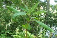 Phytolacca americana