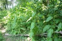 Dipsacus pilosus
