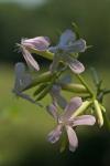 Saponaria officinalis