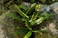 Asplenium trichomanes