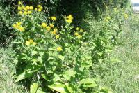 Inula helenium