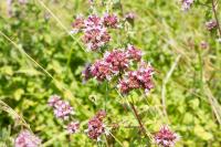 Origanum vulgare