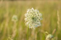 Daucus carota