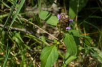 Prunella vulgaris