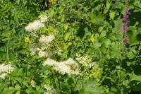 Filipendula ulmaria