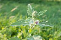 Althaea officinalis