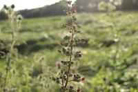 Scrophularia