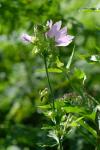 Malva alcea