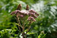 Eupatorium cannabinum