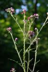 Cirsium palustre