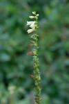 Digitalis lutea