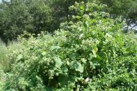 Arctium lappa