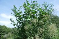Phytolacca americana