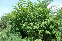 Reynoutria japonica