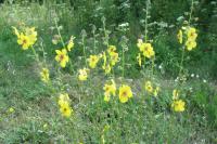 Verbascum blattaria