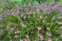 Erica cinerea