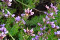 Erica cinerea