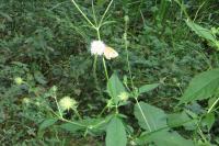 Dipsacus pilosus