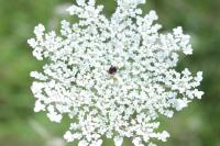 Daucus carota
