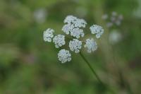 Torilis japonica