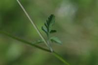Torilis japonica