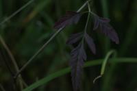 Torilis japonica