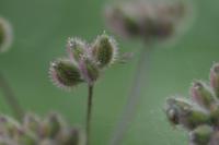 Torilis japonica